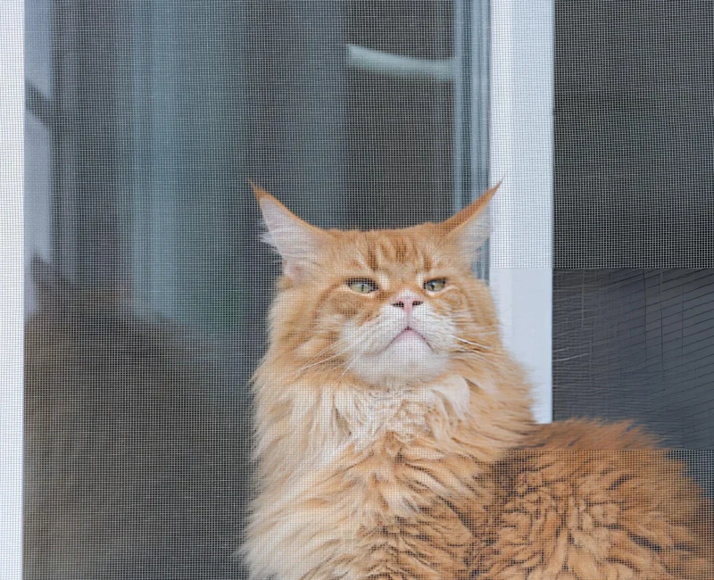 Gato